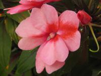 Netýkavka Hawkerova (Impatiens New Guinea)