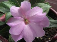 Impatiens New Guinea   New guinea impatiens flowers