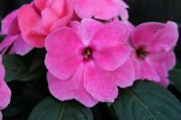 Impatiens New Guinea   New guinea impatiens flowers