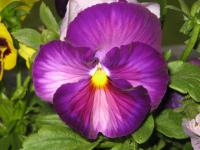 Violka zahradní (Viola x wittrockiana)