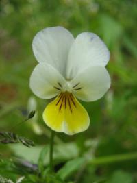 Violka rohatá (Viola cornuta)