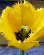 Tulipán zahradní - Třepenité tulipány (Tulipa)
