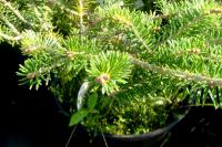 Abies koreana   Korean fir branches