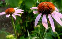 Třapatkovka nachová (Echinacea purpurea)