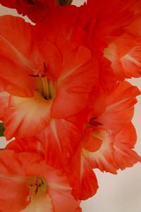 Mečík 'Alexej Romanov' (Gladiolus)