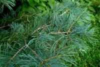 Jedle ojíněná (Abies concolor)