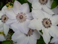Powojnik (Clematis)