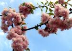 Sakura ozdobná (Prunus serrulata)