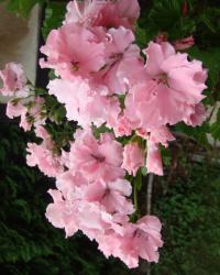 Pelargonie velkokvětá (Pelargonium grandiflorum)