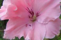 Pelargonie velkokvětá (Pelargonium grandiflorum)