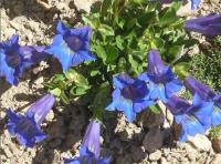 Gentiana acaulis   gentianwort plant