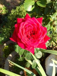 Růže (Rosa)