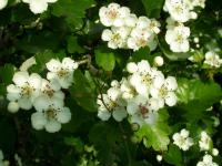 Hloh obecný (Crataegus laevigata)