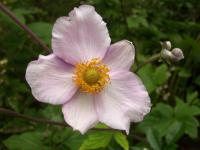 Sasanka japonská (Anemone hupehensis)