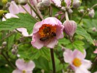Sasanka japonská (Anemone hupehensis)