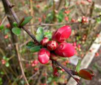 Kdoulovec japonský (Chaenomeles japonica)