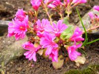 Lewisie květnatá (Lewisia cotyledon)