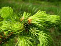Smrk ztepilý (Picea abies)