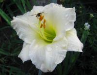 Denivka (Hemerocallis)