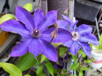 Plamének (Clematis)