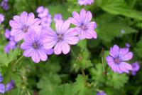 Kakost pyrenejský (Geranium pyrenaicum)