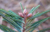 Jedle bělokorá (Abies alba)
