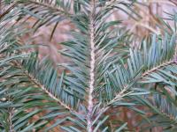 Jedle bělokorá (Abies alba)