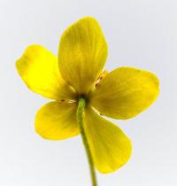 Sasanka pryskyřníkovitá (Anemone ranunculoides)