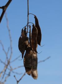 Trnovník akát (Robinia pseudoacacia)