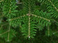 Abies koreana   Korean fir needle