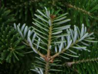 Abies koreana   Korean fir needle