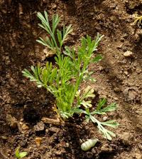 Eschscholtzia californica   California poppy leaves