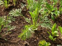 Eschscholtzia californica   California poppy plant