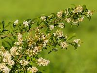 Ptačí zob obecný (Ligustrum vulgare)