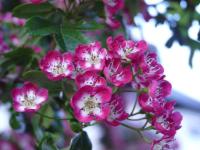 Hloh obecný 'Crimson Cloud' (Crataegus laevigata)