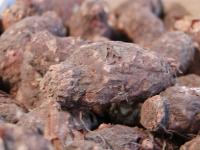 Árón italský (Arum italicum)