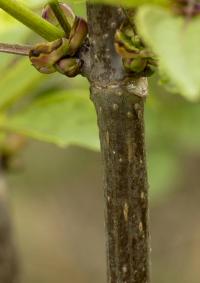 Bez červený (Sambucus racemosa)