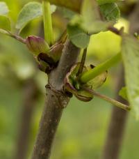 Bez červený (Sambucus racemosa)