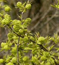 Bez červený (Sambucus racemosa)