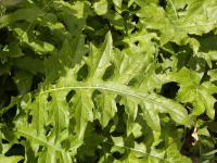Acanthus mollis   bear's breech leaves