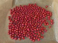 Růže šípková (Rosa canina)