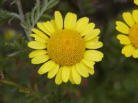 Rmen barvířský (Anthemis tinctoria)