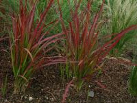Imperáta válcovitá 'Red Baron'