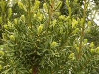 Tis červený (Taxus baccata)
