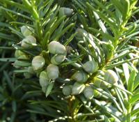 Tis červený (Taxus baccata)