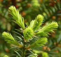 Tis červený (Taxus baccata)