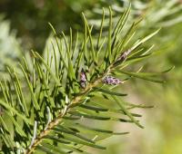 Douglaska tisolistá (Pseudotsuga menziesii)