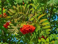 Jeřáb ptačí (Sorbus aucuparia)