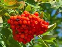 Jeřáb ptačí (Sorbus aucuparia)