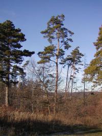 Borovice lesní (Pinus sylvestris)